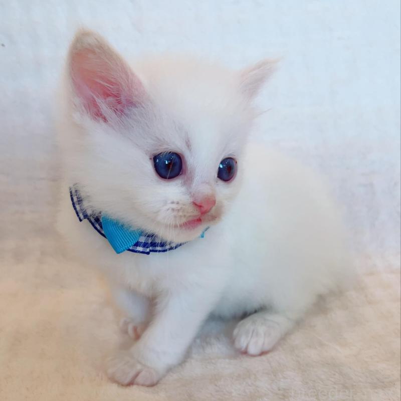 販売中の福島県のラグドール-135668の2枚目