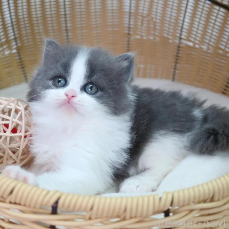 販売中の東京都のブリティッシュショートヘア-135669の1枚目