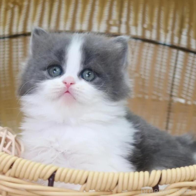 販売中の東京都のブリティッシュショートヘア-135669の2枚目