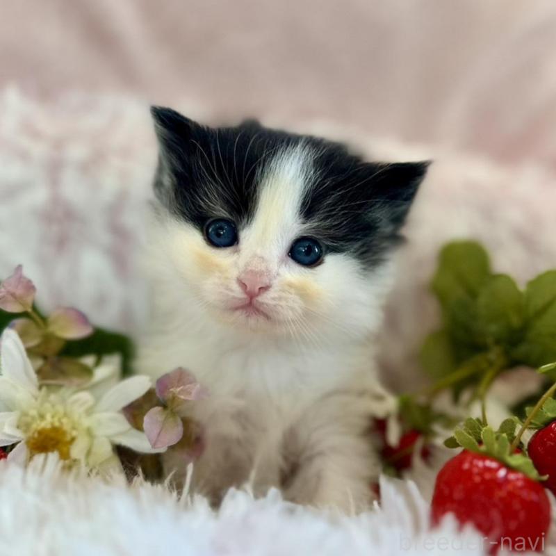 販売中の兵庫県のノルウェージャンフォレストキャット-135670の5枚目