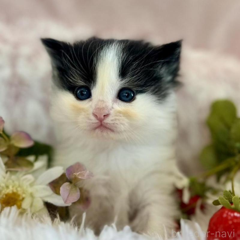 販売中の兵庫県のノルウェージャンフォレストキャット-135670の4枚目