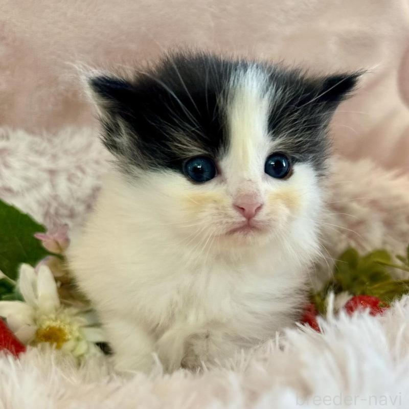 販売中の兵庫県のノルウェージャンフォレストキャット-135670の3枚目