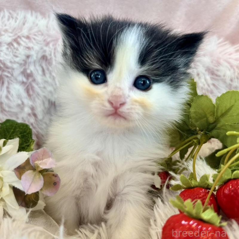 販売中の兵庫県のノルウェージャンフォレストキャット-135670の1枚目