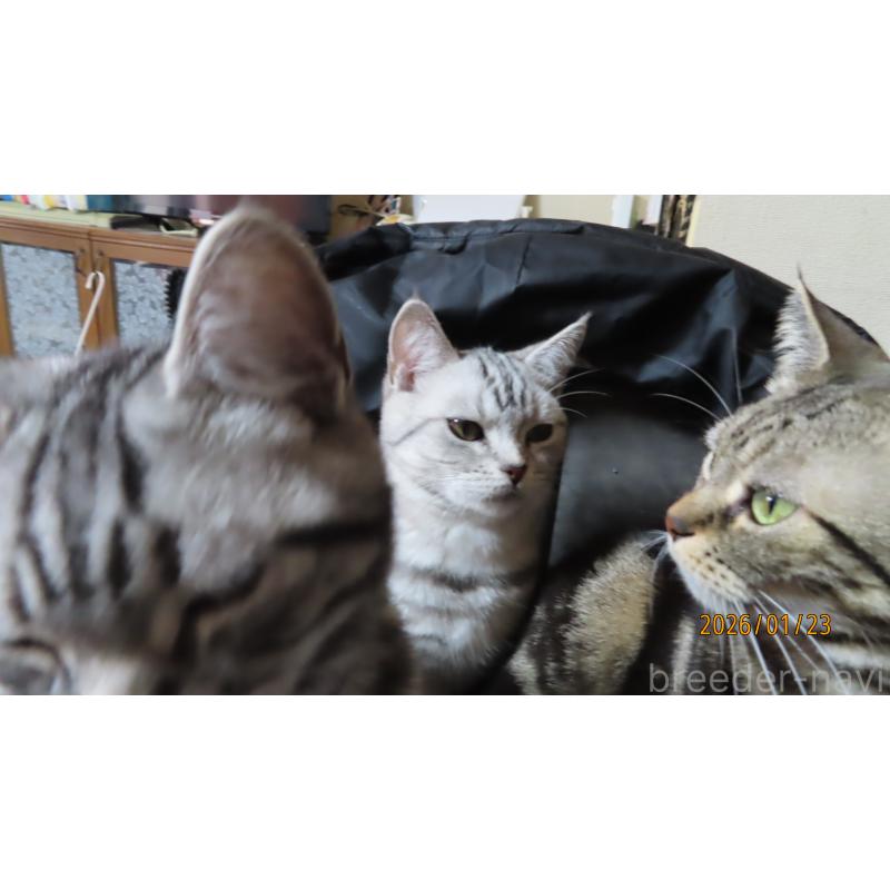 成約済の長野県のアメリカンショートヘア-128132の2枚目