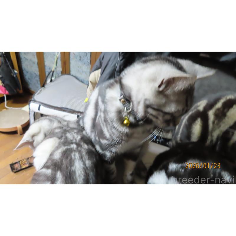 成約済の長野県のアメリカンショートヘア-130173の3枚目