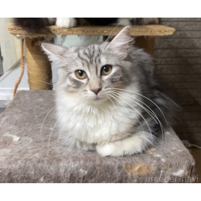 販売中の京都府のノルウェージャンフォレストキャット-126982の2枚目