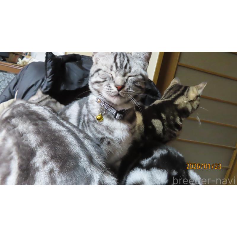 成約済の長野県のアメリカンショートヘア-130173の2枚目