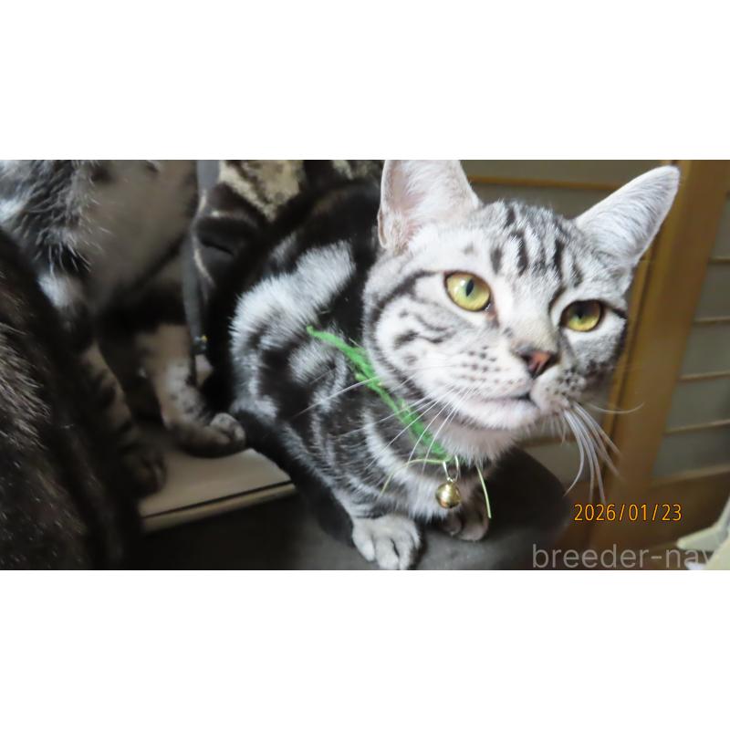 成約済の長野県のアメリカンショートヘア-130146の4枚目