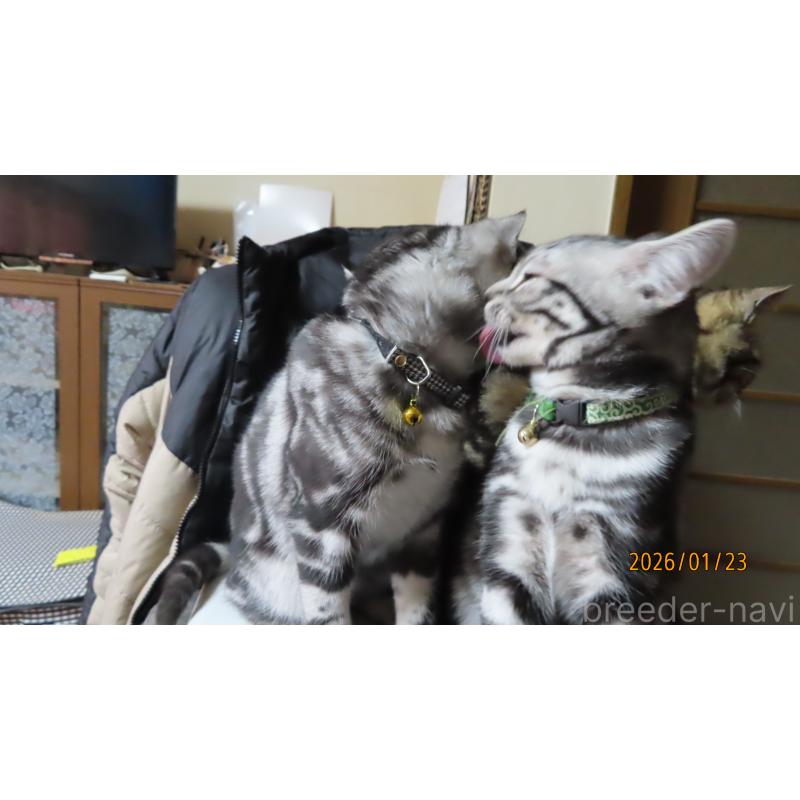 成約済の長野県のアメリカンショートヘア-130146の3枚目