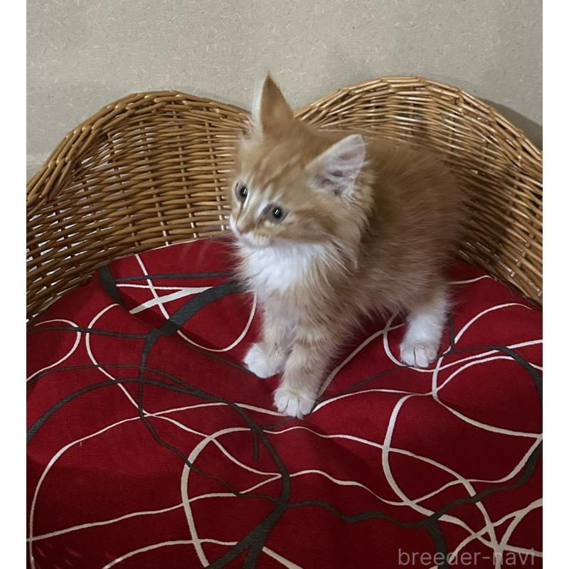 販売中の岐阜県のメインクーン-135672の2枚目