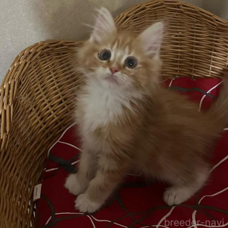 販売中の岐阜県のメインクーン-135672