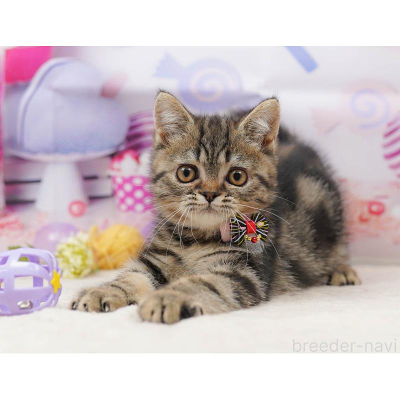 販売中の茨城県のミヌエット-136244の7枚目