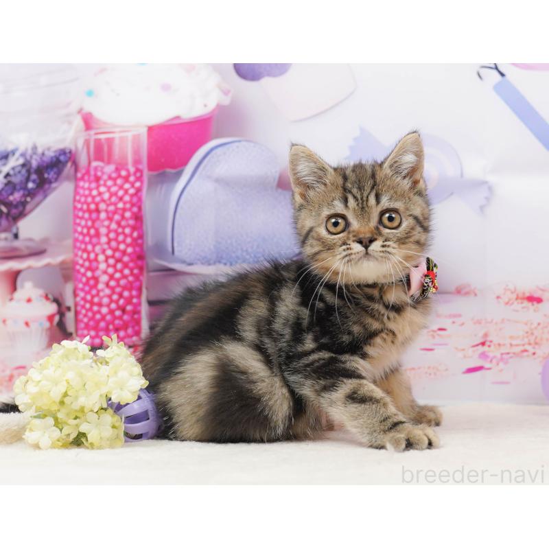 販売中の茨城県のミヌエット-136244の6枚目