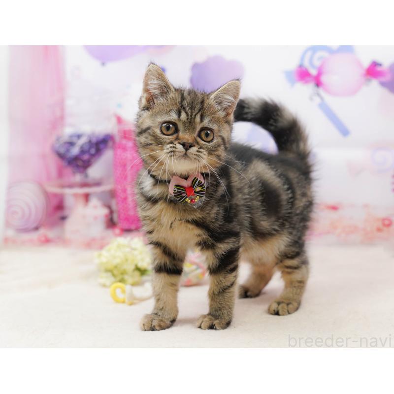 販売中の茨城県のミヌエット-136244の3枚目