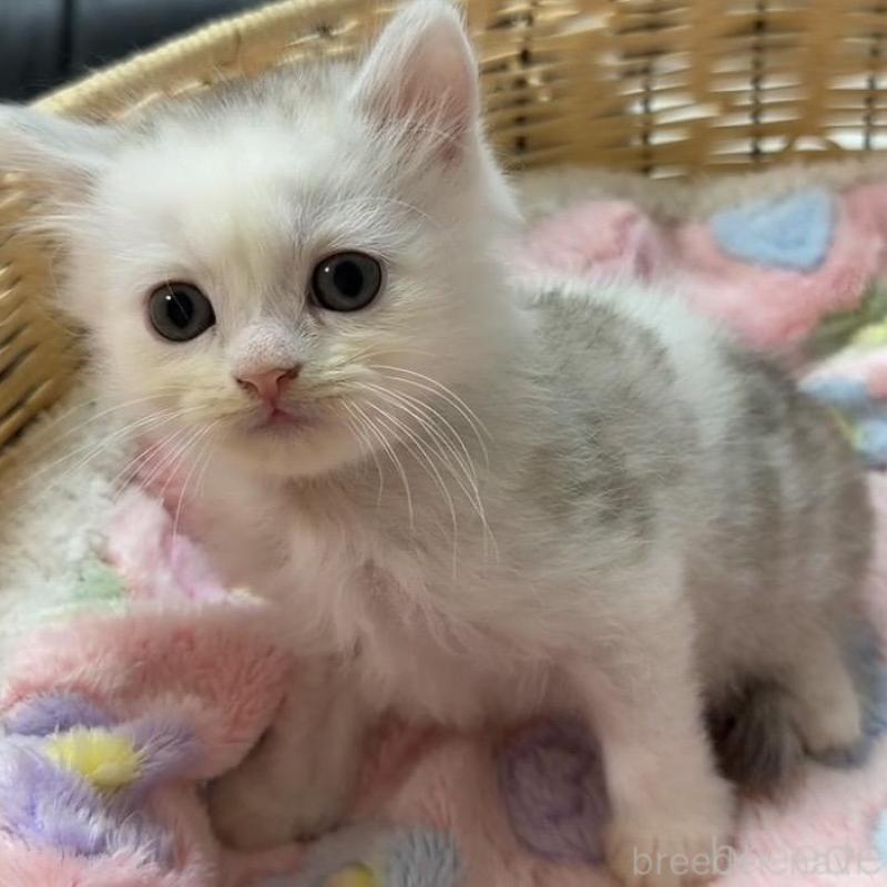 販売中の京都府のスコティッシュフォールド-135673の8枚目