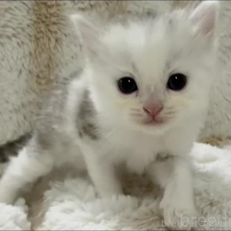 販売中の京都府のスコティッシュフォールド-135673の7枚目