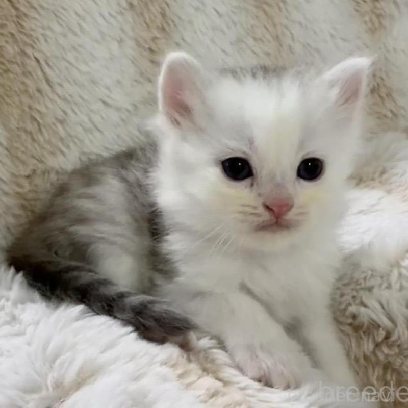 販売中の京都府のスコティッシュフォールド-135673の6枚目