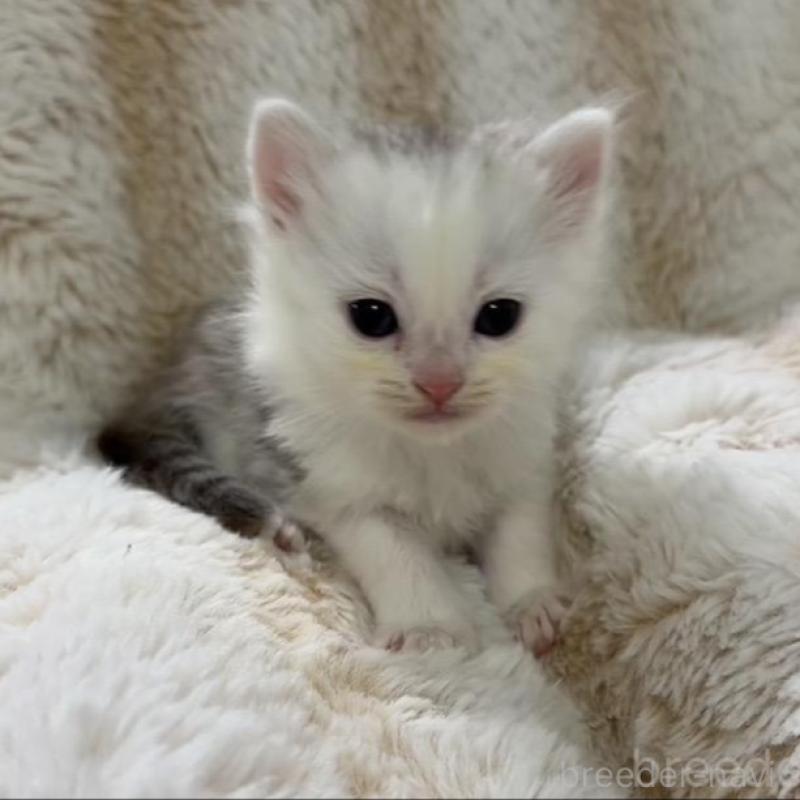 販売中の京都府のスコティッシュフォールド-135673の5枚目