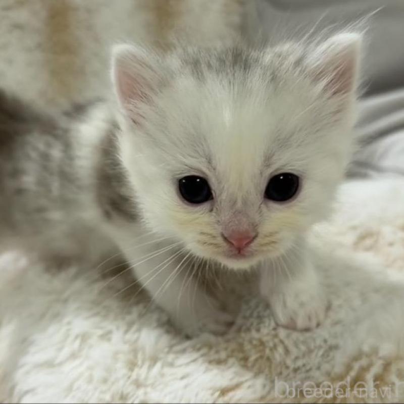 販売中の京都府のスコティッシュフォールド-135673の3枚目