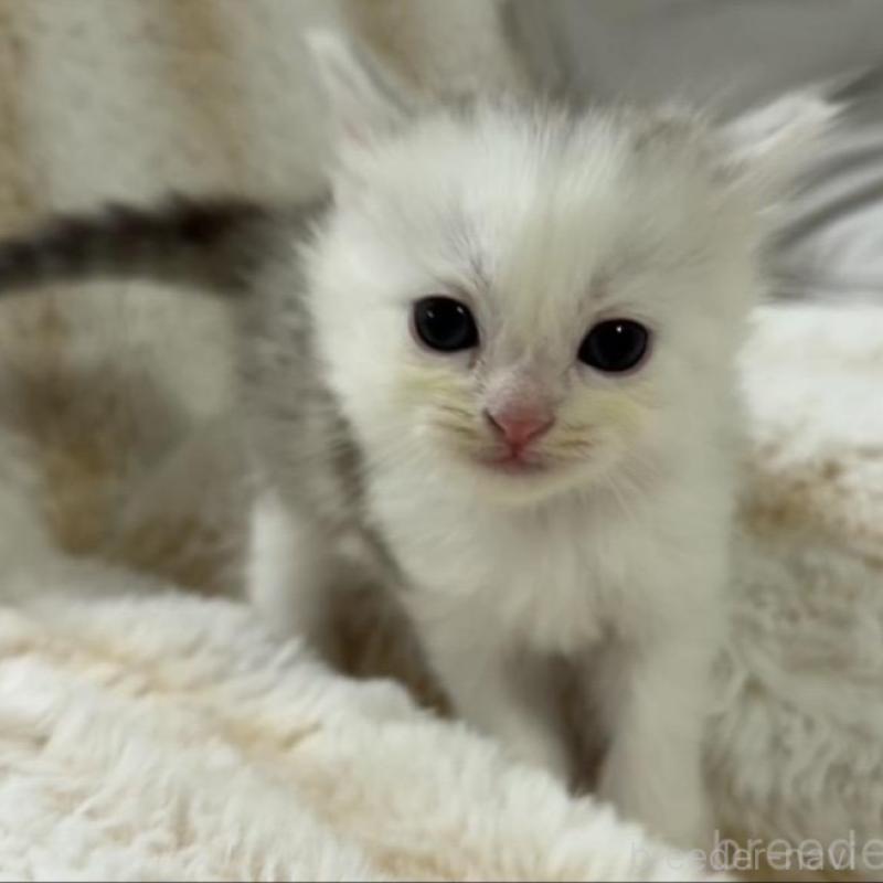 販売中の京都府のスコティッシュフォールド-135673の2枚目