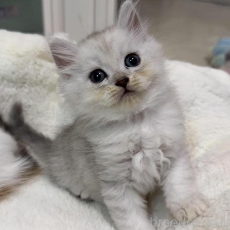 販売中の京都府のスコティッシュフォールド-135675