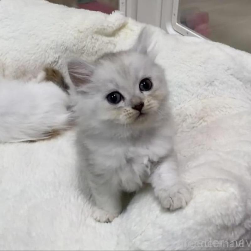 販売中の京都府のスコティッシュフォールド-135675の7枚目