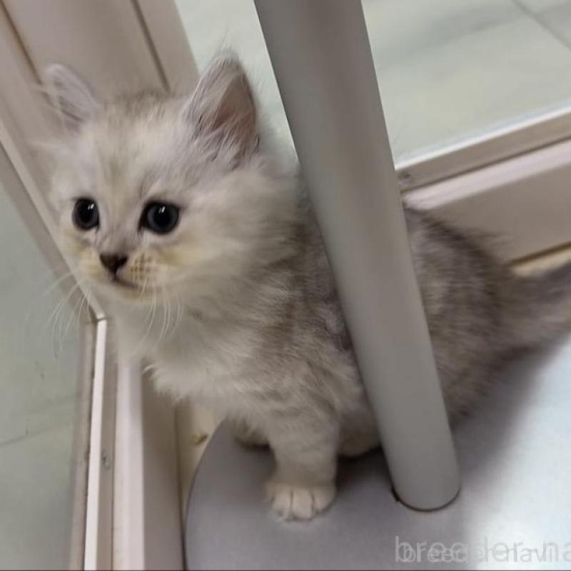 販売中の京都府のスコティッシュフォールド-135675の5枚目