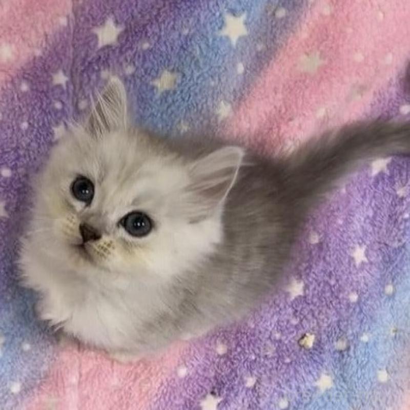 販売中の京都府のスコティッシュフォールド-135675の4枚目