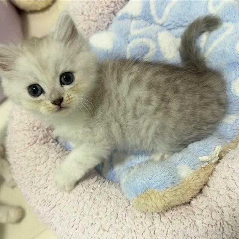 販売中の京都府のスコティッシュフォールド-135675の3枚目