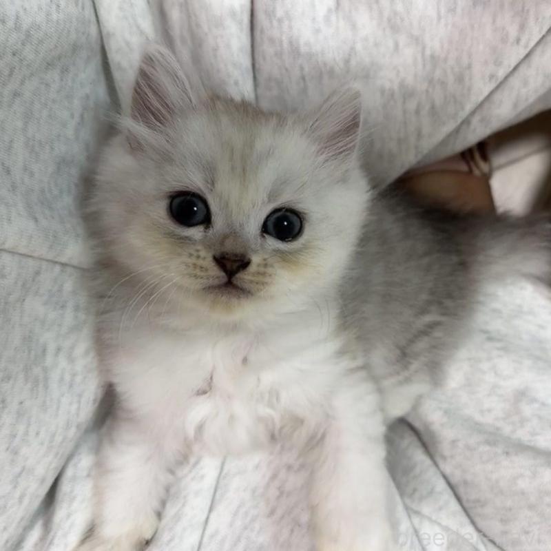 販売中の京都府のスコティッシュフォールド-135675の2枚目