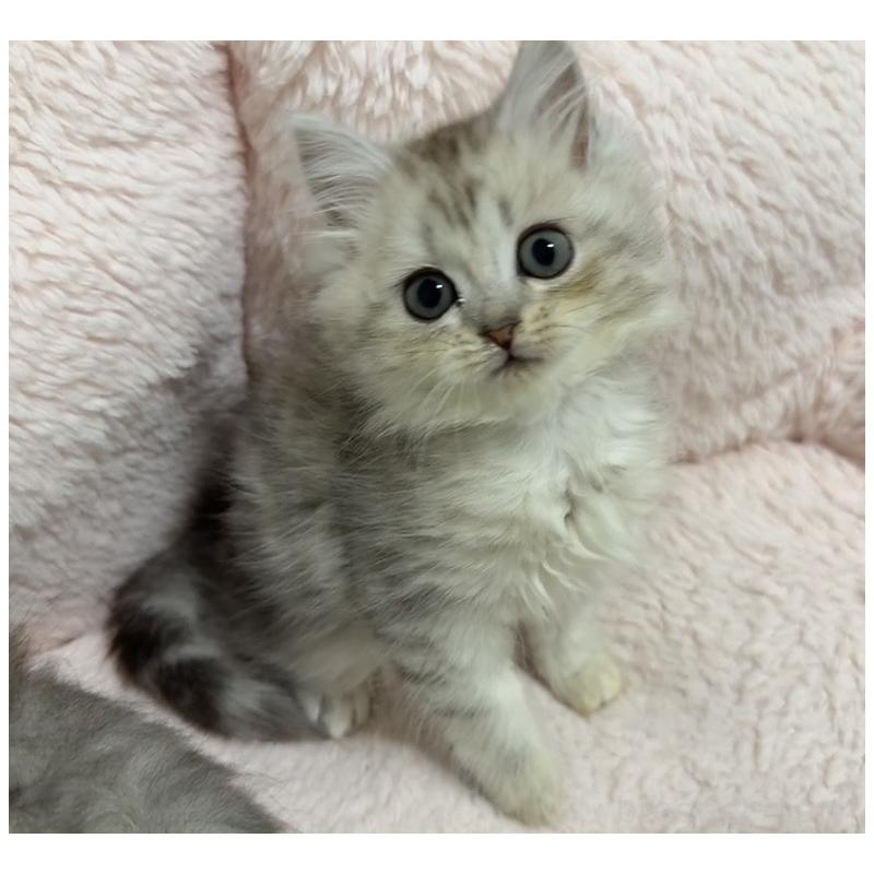 販売中の京都府のスコティッシュフォールド-135677の6枚目