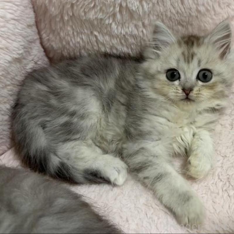 販売中の京都府のスコティッシュフォールド-135677の5枚目