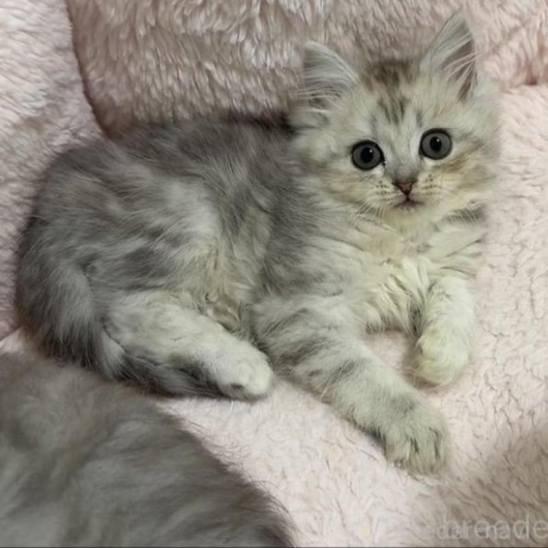 販売中の京都府のスコティッシュフォールド-135677の4枚目