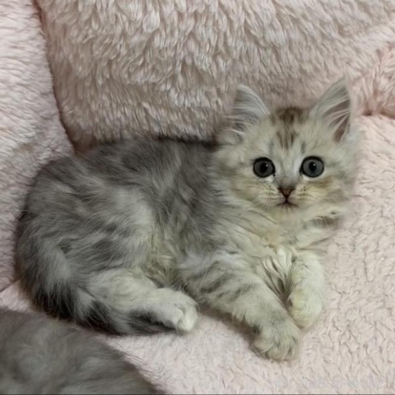 販売中の京都府のスコティッシュフォールド-135677の3枚目