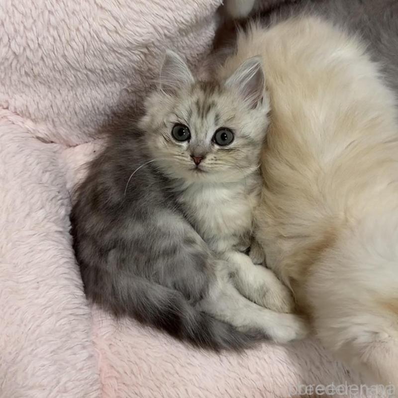 販売中の京都府のスコティッシュフォールド-135677の2枚目