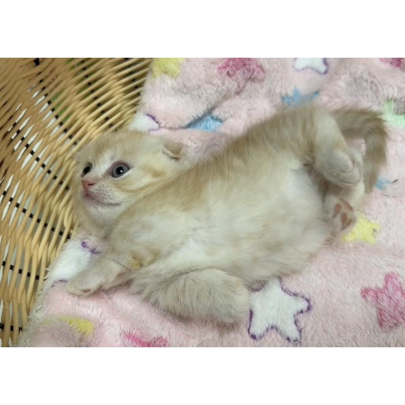 販売中の京都府のマンチカン(短足)-135679の6枚目