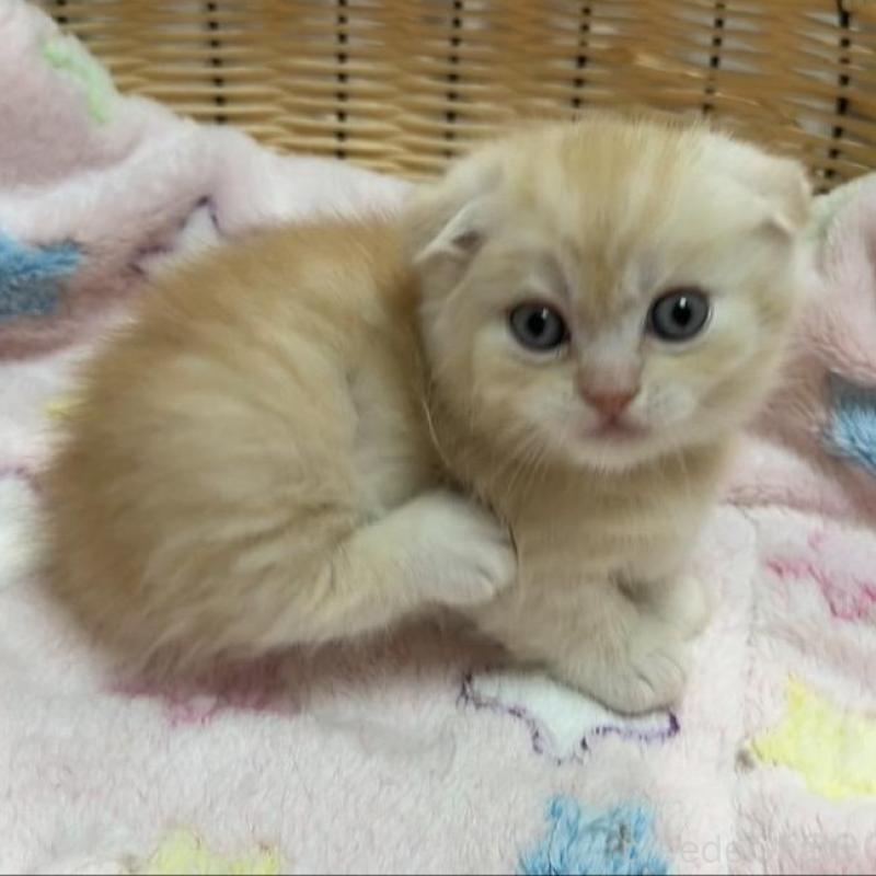 販売中の京都府のマンチカン(短足)-135679の5枚目