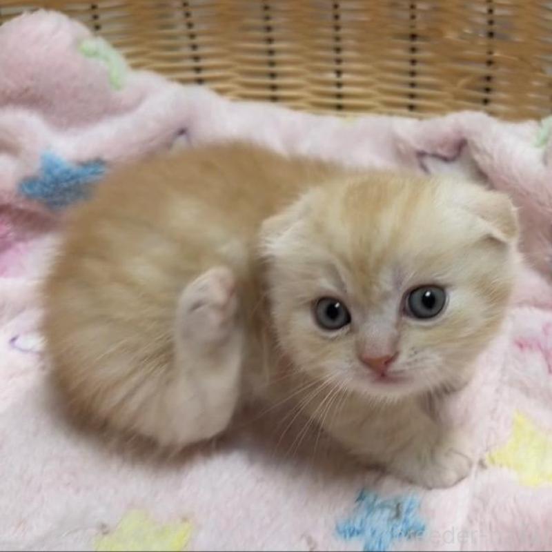 販売中の京都府のマンチカン(短足)-135679の4枚目