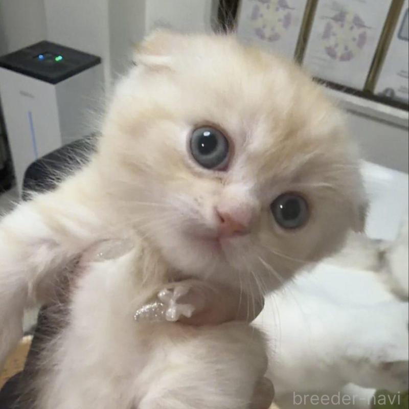 販売中の京都府のマンチカン(短足)-135679の3枚目