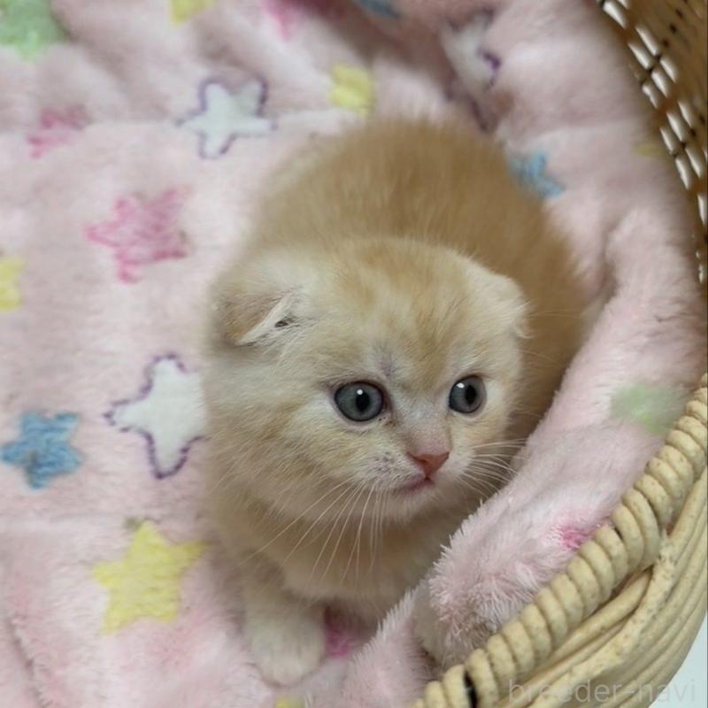 販売中の京都府のマンチカン(短足)-135679の2枚目