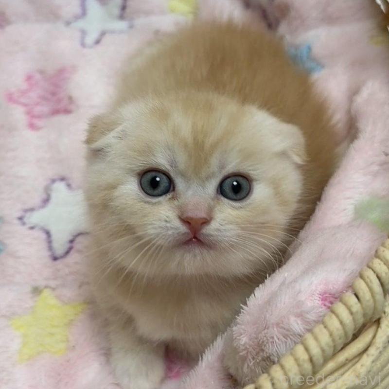 販売中の京都府のマンチカン(短足)-135679