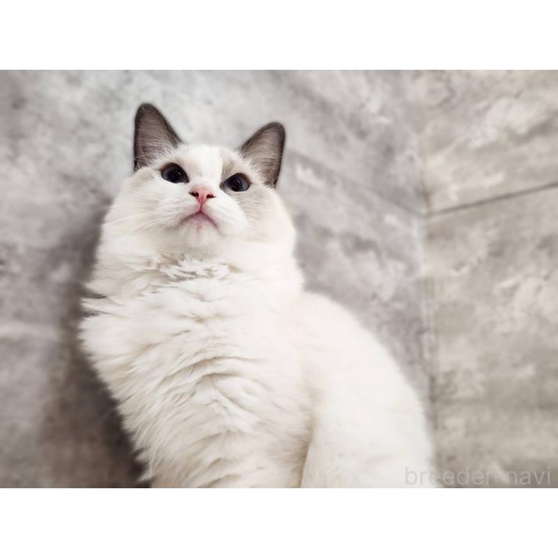 販売中の神奈川県のラグドール-131794の8枚目