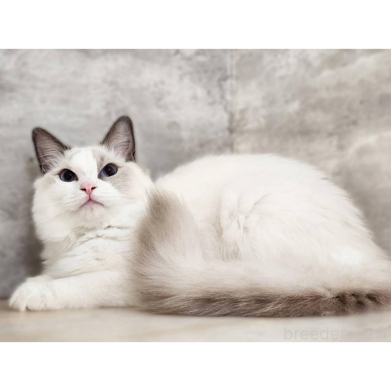 販売中の神奈川県のラグドール-131794の7枚目