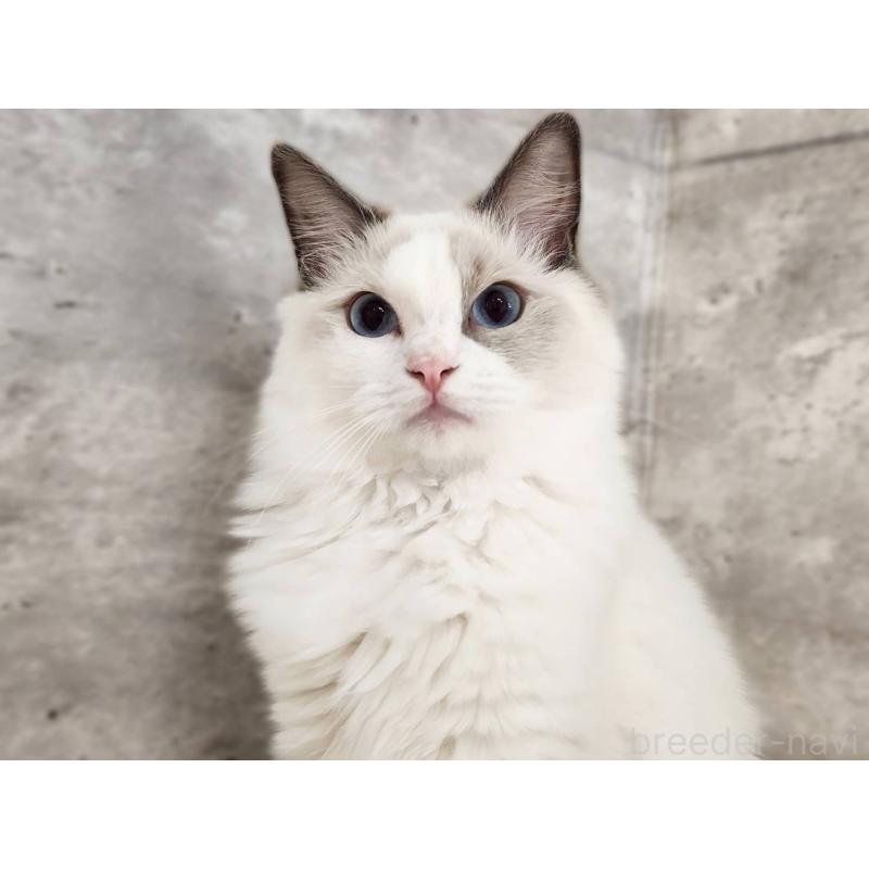 販売中の神奈川県のラグドール-131794の6枚目