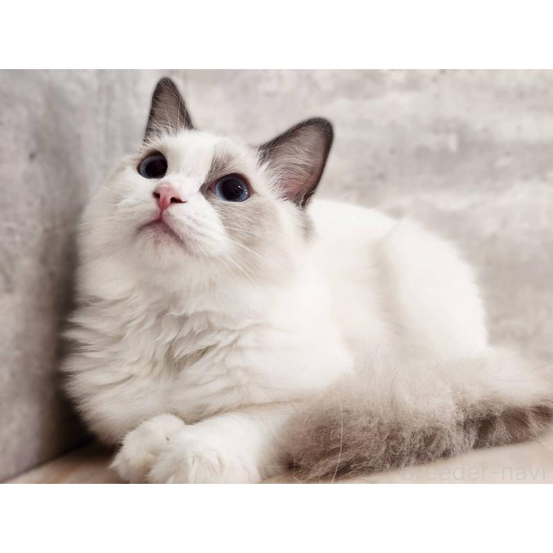 販売中の神奈川県のラグドール-131794の5枚目