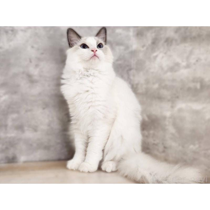 販売中の神奈川県のラグドール-131794の4枚目