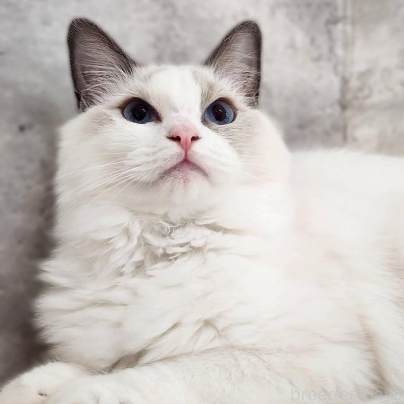 販売中の神奈川県のラグドール-131794