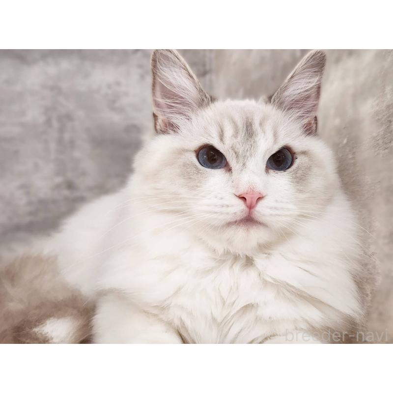 販売中の神奈川県のラグドール-131795の8枚目