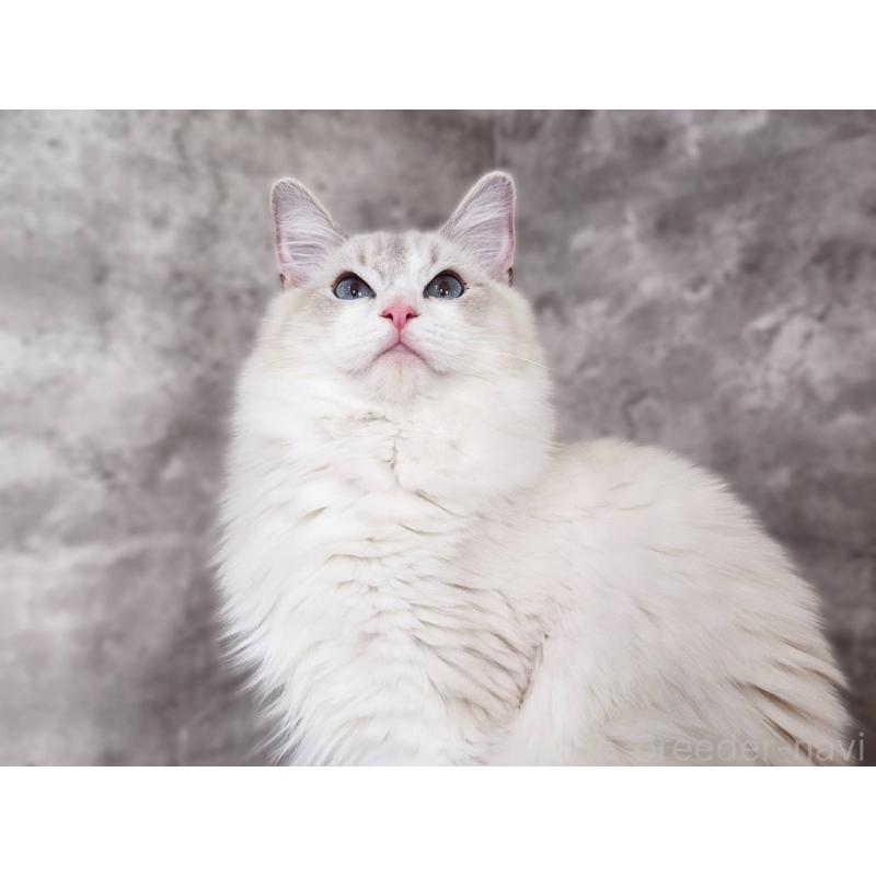 販売中の神奈川県のラグドール-131795の7枚目