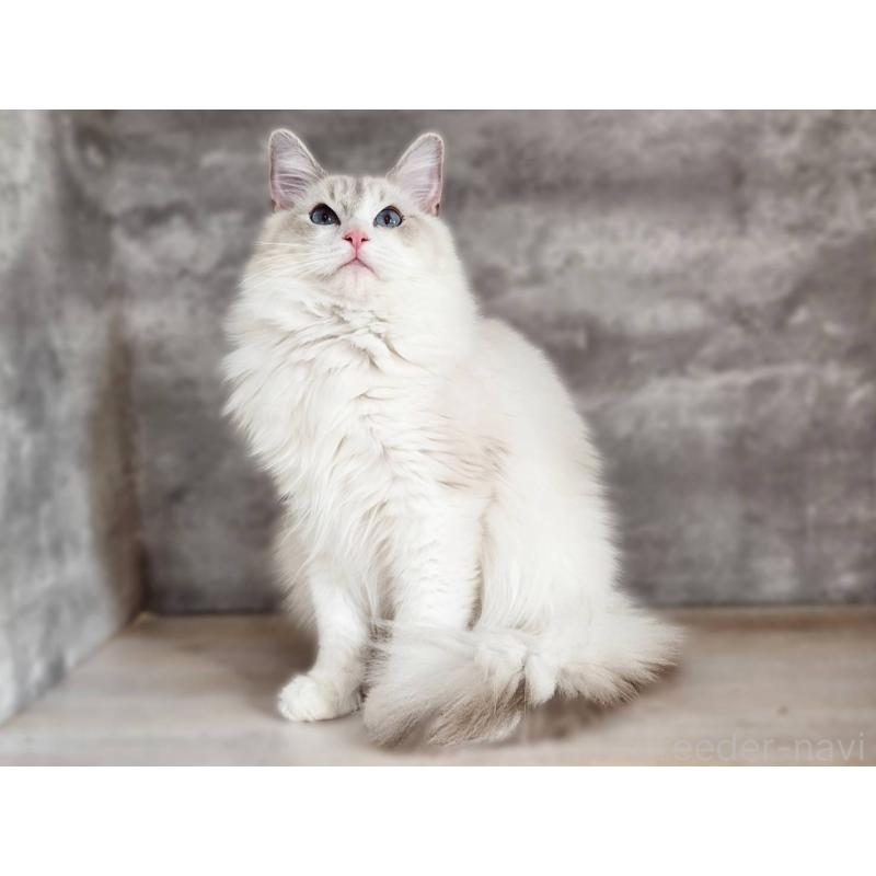 販売中の神奈川県のラグドール-131795の6枚目